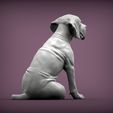 Fila-Brasileiro-puppy6.jpg Fila Brasileiro puppy 3D print model