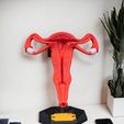 Uterus-1-Photoroom-2.jpg Útero
