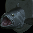 White-grouper-head-trophy-18.png fish head trophy white grouper / Epinephelus aeneus open mouth statue detailed texture for 3d printing