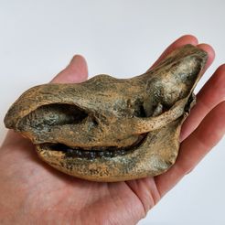 woollyrhino_skull_preview03.jpg Archivo 3D Cráneo de rinoceronte lanudo・Modelo de impresora 3D para descargar, LordTrilobite