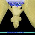 pelvis-types-hip-bone-labelled-detailed-3d-model-cbeaf77423.jpg Pelvis types hip bone labelled detailed 3D model