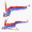 portada-gr345.png DOWNLOAD Hairtail DOWNLOAD FISH DINOSAUR DINOSAUR Hairtail FISH 3D MODEL ANIMATED - BLENDER - 3DS MAX - CINEMA 4D - FBX - MAYA - UNITY - UNREAL - OBJ -  Hairtail FISH DINOSAUR