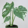 IMG_8099.jpg KNURLED PAW PLANTER