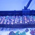 IMG_5388.JPG (Spécial aquarium) fixation de grille optique pour support bouture  (Ep vitre 8 mm)