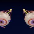 eyecs-1.jpg Eye anatomy cut open detail labelled 3D