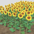 sunflower-7a.png Plantação de girassol