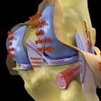 file-30.jpg Knee joint cut open detail labelled 3D model