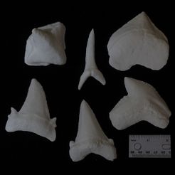 sharks 500.jpg Fichier 3D Dents de requin fossile・Objet pour impression 3D à télécharger
