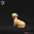 Dachshund-Miniature-Wire-Haired-Pose-08-Dog-3D-Print-6s.jpeg Dackel Miniatur Drahthaar Pose 08