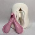 3.jpeg Fichier STL ANATOMIE DU CLITORIS・Objet pour impression 3D à télécharger