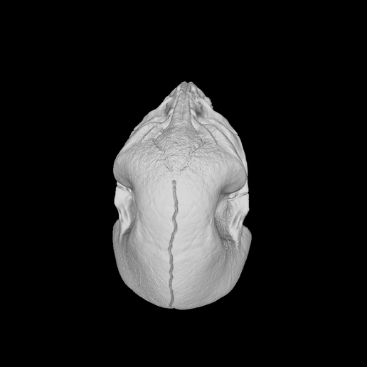 OBJ file Saurian Skull・3D printing design to download • Cults