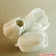 04.jpg flowers: Tulip - 3D printable model