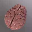 a004_Camera-1.png Archivo STL Cerebro humano・Objeto imprimible en 3D para descargar