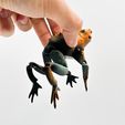 IMG_4269.jpg Crapaud grenouille articulé Flexi print-in-place sans support
