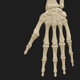 adsa.png hand and forearm bones