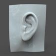 SH_model1_detail0c.206.jpg Realistic lifesize female ear