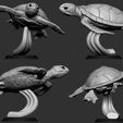 05.jpg Turtle