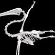 3.jpg Pelican SKELETON SKELETON WINGS ANATOMY BONES WINGS BIRD TADPOLE ANIMAL ANATOMY 3D MODEL WATER OCEAN RIVER