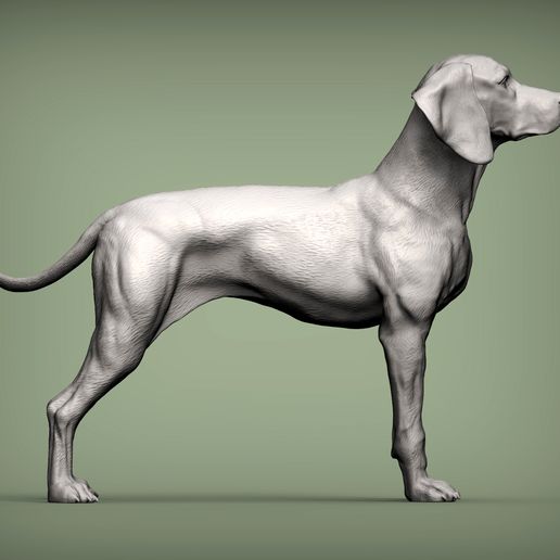 Wan cnles Vizsla hongrois Chien d'arrêt hongrois Modèle imprimé en 3D