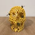 IMG_3753.jpg Honeycomb Skull