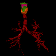 8.png 3D Model of the Lungs Airways