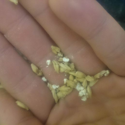 DSC_0196.JPG Mill for malt