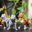 5.jpg PitBull Dog Flexi_Print_In_Place