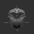 Ref_03.jpg 3D file Velociraptor skeleton life size Part03/05・3D printing template to download