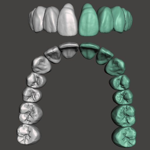 Maxillary Dental Anatomy for CAD - DigiSculpt Ox 3D model