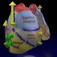lung-pulmonary-segment-anatomy-3d-model-blend-29.jpg Lung Pulmonary segment anatomy 3D model