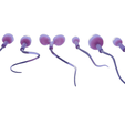 R2.png Sperm Morphology: Normal and Abnormal