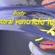 central-nervous-system-cortex-limbic-basal-ganglia-stem-cerebel-3d-model-blend-7.jpg Central nervous system cortex limbic basal ganglia stem cerebel 3D model