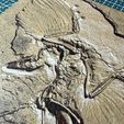 IMG_2720.jpg Archaeopteryx Litographica Fossil 188x230 Hueforge