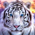 whytetiger