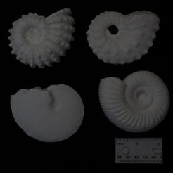 ammonites-500.jpg Ammonites