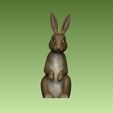 2.jpg Bunny Rabbit
