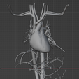 6.png 3D Model of Heart and Cardiovascular System
