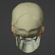 4.png 3D Model of Skull with Brain and Brain Stem - best version