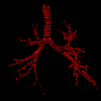 9.png 3D Model of the Lungs Airways