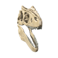 04.png Surophaganax fossilized skull