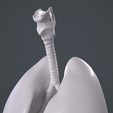 1_007.png Human Lungs