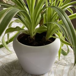 IMG_0719.jpg Free STL file Pot cover・3D print design to download