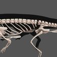06.jpg Tanystropheus complete 3D anatomy