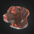 Captura-de-pantalla-2025-12-29-130454.png Dog Meme