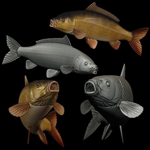 fish COMMON CARP (CYPRINUS CARPIO) real size open mouth in motion 2 fish model for 3D printing