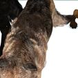 03.jpg DOG DOG DOWNLOAD German Shepherd 3d model animated for blender-fbx-unity-maya-unreal-c4d-3ds max - 3D printing DOG DOG DOG WOLF POLICE PET HUNTER RAPTOR