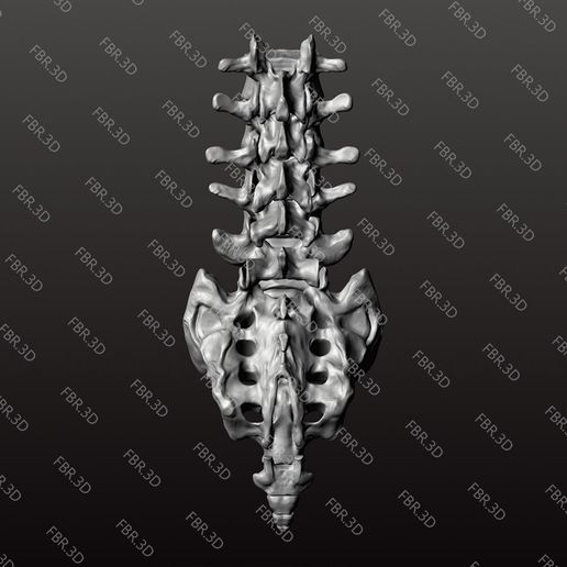 Lumbosacral Spine Section STL - Anatomy Model (L1-S1 & Coccyx with Discs)