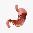 Stomach_Cross_Thumbnail.png Stomach Cross Section Anatomy