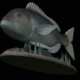 Dentex-statue-1-22.png fish Common dentex / dentex dentex statue underwater detailed texture for 3d printing