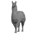 3D-Print-Ready-Llama-04.jpg Llama Animal 3D Print Model